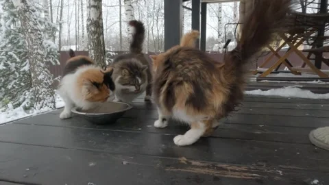 Homeless cats eat Stock Footage 258844740