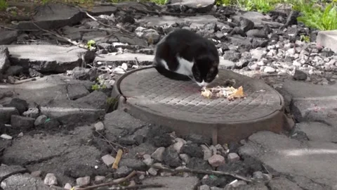 Homeless cats eats on the hatch Stock Footage 157478532