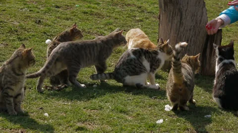 Homeless cats Stock Footage 22479370