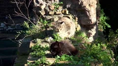 Largo di Torre Argentina, Rome, Stock Video Pond5