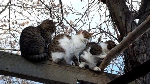 Homeless cats warmed huddled to each other Stock Footage 87505341
