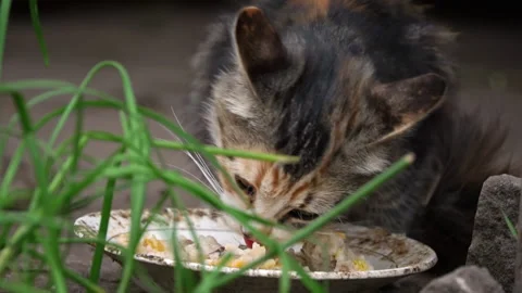 Homeless Dirty Kitten Eats Leftovers from a Dirty Plate on the Street Stock Footage 214380389