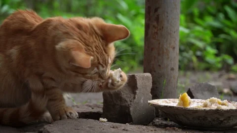Homeless Dirty Kitten Eats Leftovers from a Dirty Plate on the Street Stock Footage 214858635