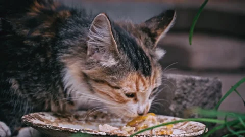 Homeless Dirty Kitten Eats Leftovers from a Dirty Plate on the Street Stock Footage 214863748
