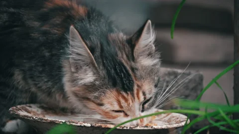 Homeless Dirty Kitten Eats Leftovers from a Dirty Plate on the Street Stock Footage 215774543