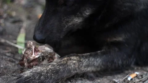 Homeless dog eating a bone Stock Footage 62803701