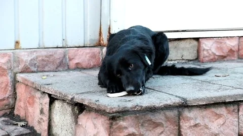 Homeless dog is eating bone Stock Footage