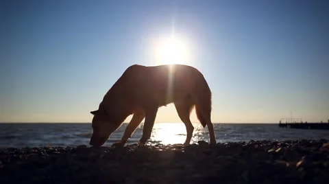 Homeless dog eats a fish on a sunset beach at blurred bokeh background Stock Footage 51698382