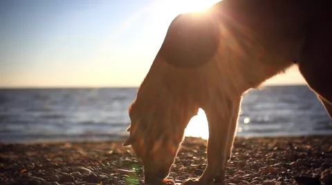 Homeless dog eats a fish on a sunset beach at blurred bokeh background Stock Footage 51698486