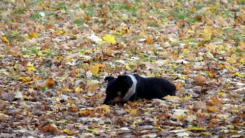 Homeless dog eats a piece of meat Stock Footage 82022181