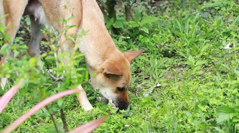 Homeless dog  Stock Footage 35697379