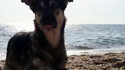 Homeless dog Stock Footage 74898222