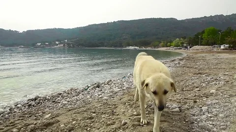 A homeless dog goes to the camera. Stock Footage 76780223