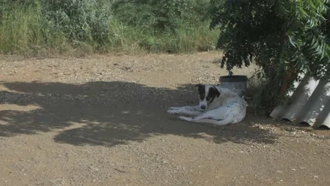 Homeless Dog In The Shadow 動画素材 150843465