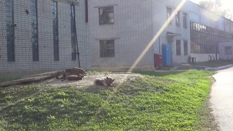 Homeless dogs 스톡 동영상 74929716