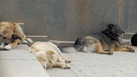 Homeless dogs Stock Footage 93474928