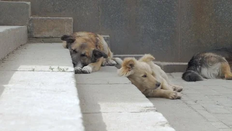 Homeless dogs Stock Footage 93474957