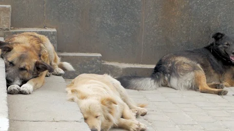 Homeless dogs Stock Footage 93474995