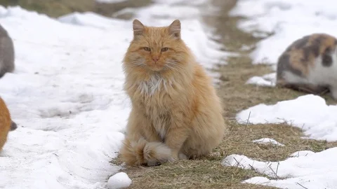 Homeless ginger cat Stock Footage 104327740