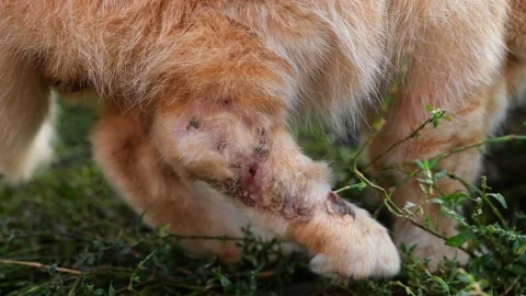 Homeless ginger cat Stock Footage 131208887