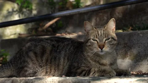 A homeless gray cat is basking under the rays of the sun on the stone steps Stock Footage 187219651