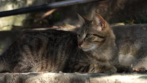 A homeless gray cat is basking under the rays of the sun on the stone steps Stock Footage 187768804