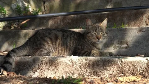 A homeless gray cat is basking under the rays of the sun on the stone steps Stock Footage 188323310