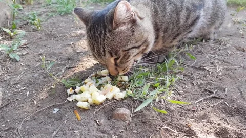 A homeless gray cat eats food on the street Stock Footage 255878033