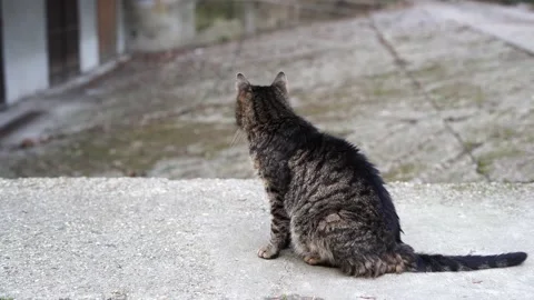 Homeless Gray Cat is walking down the street near house Stock Footage 234325873