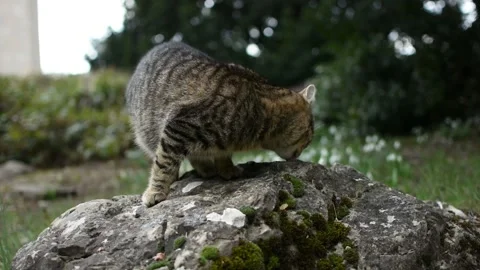 A homeless gray tabby cat eats food on a rock in the park Stock Footage 152277236