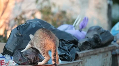 Homeless hungry cat in garbage bins Stock Footage