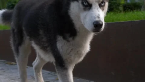 Homeless Husky breed dog walking in the park and coming close to the camera. Stock-Footage 256361353
