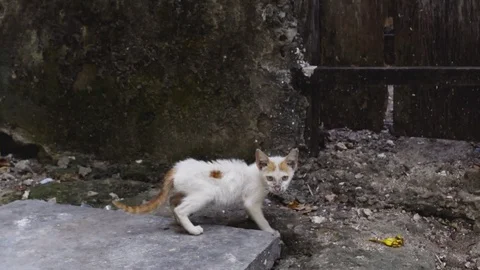 Homeless kitten Stock Footage 82304023