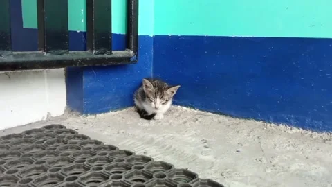 A homeless kitten Stock Footage 329372477