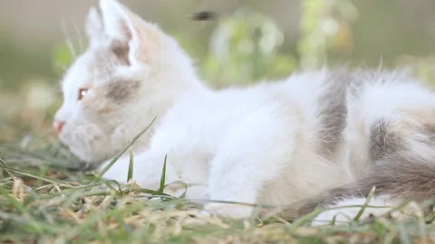 Homeless kitten lying on the grass Stock Footage 141538803