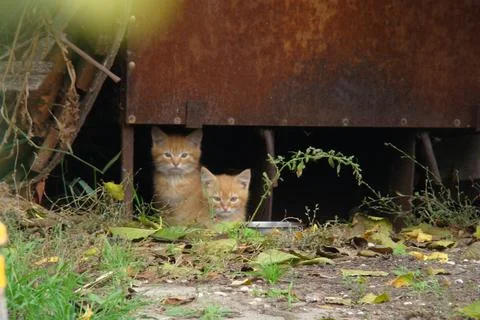 Homeless kittens Stock Photos