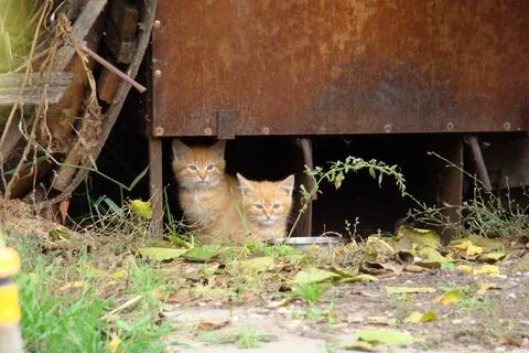 Homeless kittens Stock Photos