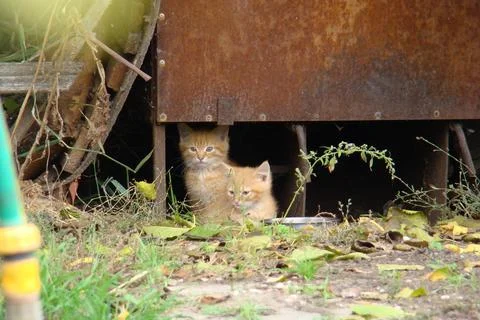 Homeless kittens Stock Photos