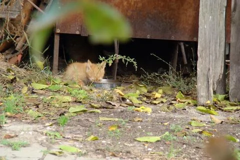 Homeless kittens Stock Photos