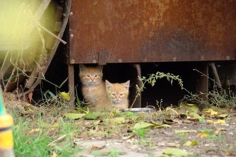 Homeless kittens Stock Photos