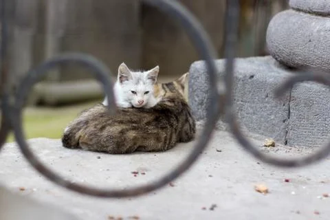 Homeless kittens try to keep warm on the street Stock Photos