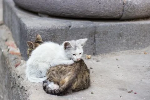 Homeless kittens try to keep warm on the street Stock Photos