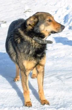 Homeless mongrel in the winter in the cold Stock Photos