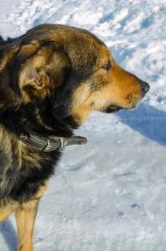 Homeless mongrel in the winter in the cold Stock Photos
