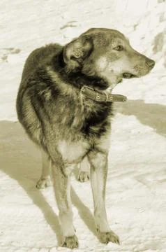Homeless mongrel in the winter in the cold Stock Photos