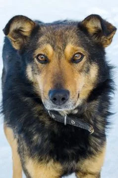 Homeless mongrel in the winter in the cold Stock Photos