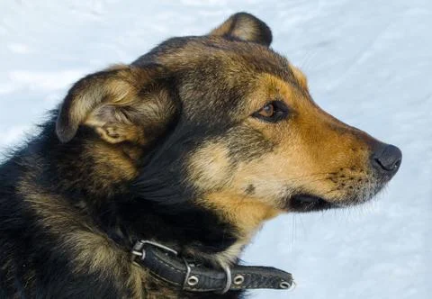 Homeless mongrel in the winter in the cold Stock Photos