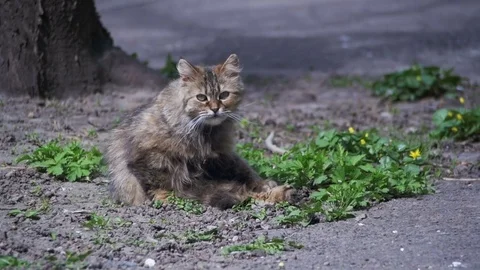 Homeless Pregnant Cat Lies on the Ground in the Park and is Sunbathing in the Stock Footage