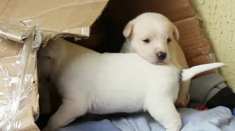 Homeless puppies Stock Footage 10910539