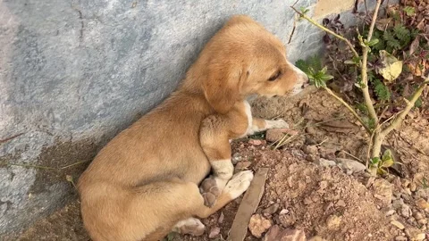 Homeless puppy sitting alone against a wall on stony ground 動画素材 326091753